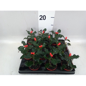Ilex aquifolium