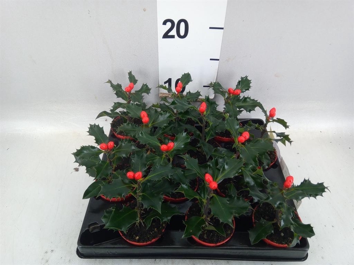 <h4>Ilex aquifolium</h4>