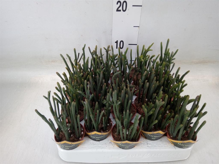 <h4>Crassula   ...</h4>