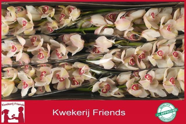 <h4>CYMB T BELLE SNOW</h4>