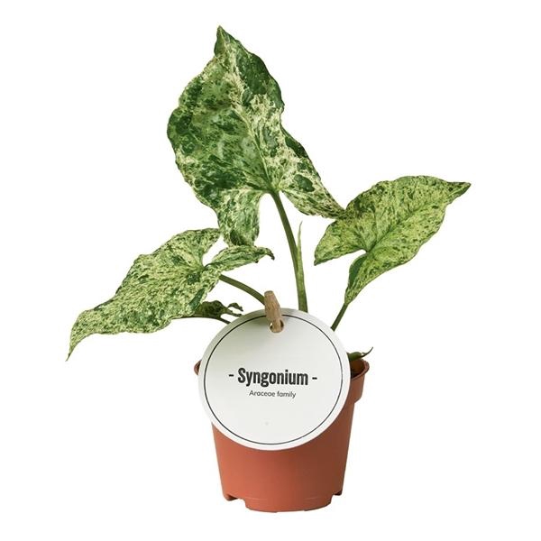 <h4>Syngonium overig</h4>