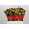 Hypericum Mellow Romance