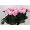 Dahlia Wizard of Oz