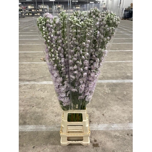 Delph El Dewi Pink Spijker