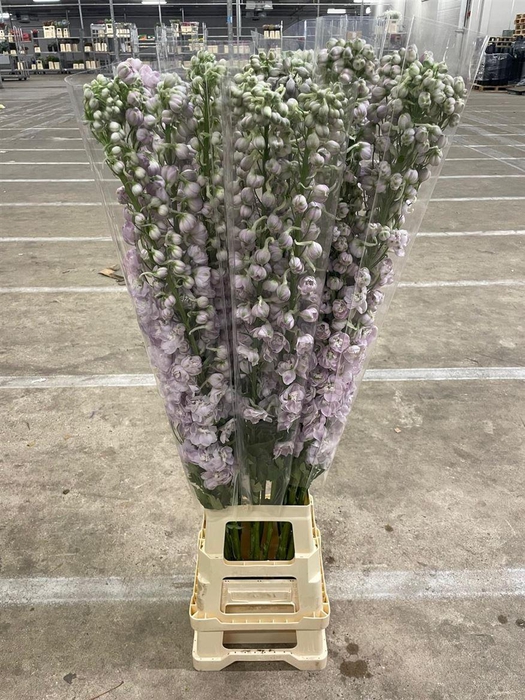 <h4>Delph El Dewi Pink Spijker</h4>