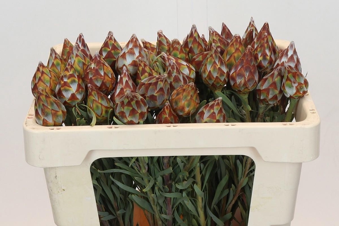 <h4>LEUCAD RUBRUM</h4>