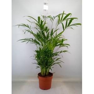 Chamaedorea cataractarum