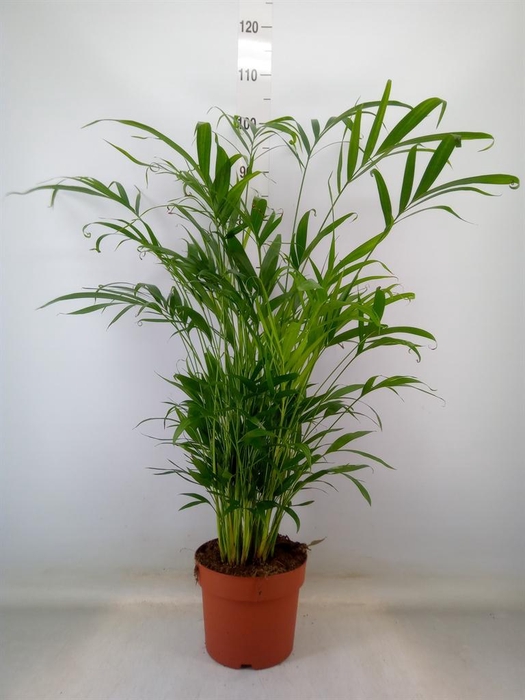 <h4>Chamaedorea cataractarum</h4>