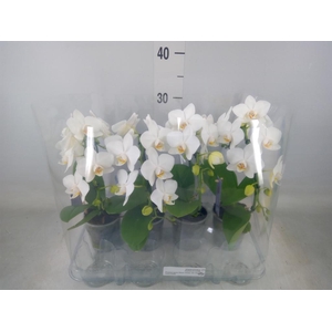 Phalaenopsis   ...white