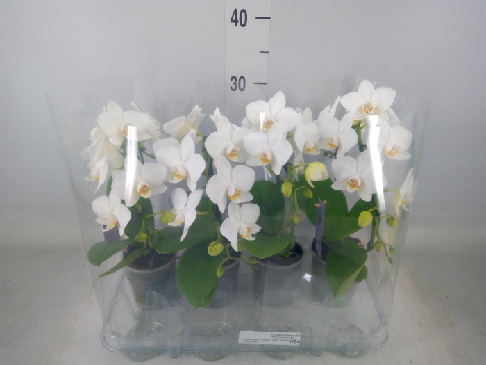 <h4>Phalaenopsis   ...white</h4>