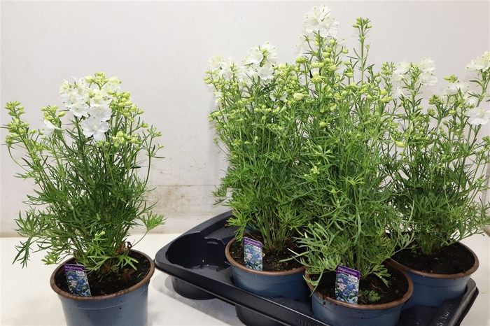 <h4>Delp Grandiflorum</h4>