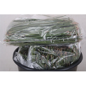 Dennen Needles Green P Bag