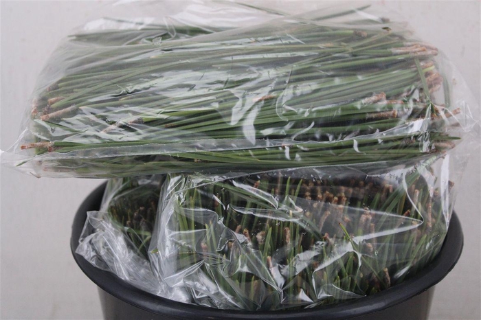 <h4>Dennen Needles Green P Bag</h4>