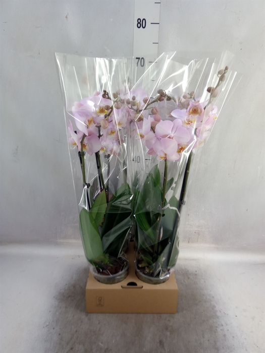 <h4>Phalaenopsis   ...</h4>