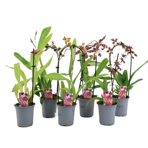 Orchid mix 9cm A2
