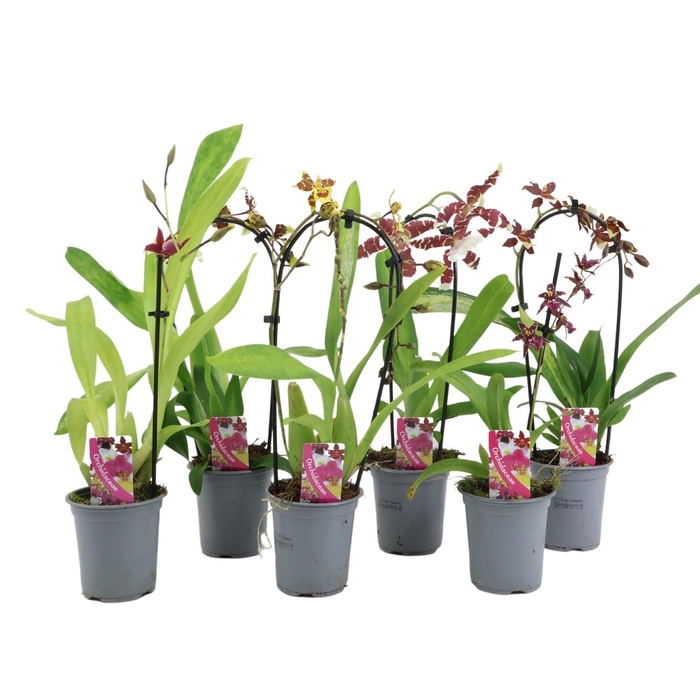 <h4>Orchid mix 9cm A2</h4>