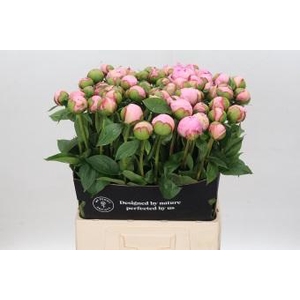 Paeonia Angel Cheeks