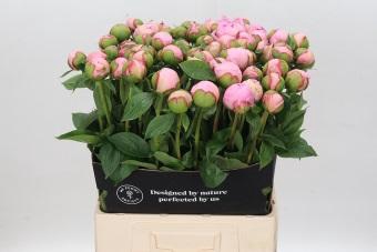 <h4>Paeonia Angel Cheeks</h4>