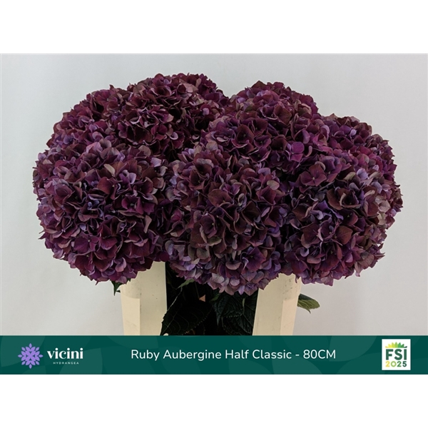 <h4>Ruby Aubergine Half Classic - 80CM</h4>