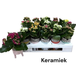 ARR KALANCHOE