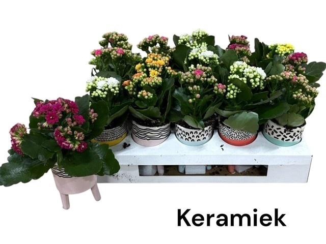 <h4>ARR KALANCHOE</h4>