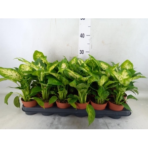 Dieffenbachia  'Compacta'
