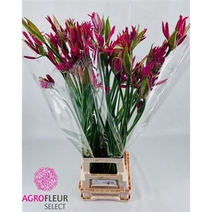 Nerine Co El Pearls Of Cherry