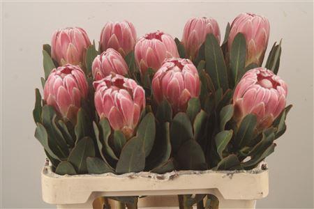 <h4>Protea Carnival</h4>