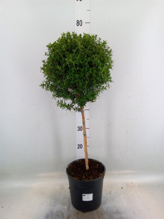 <h4>Myrtus communis</h4>