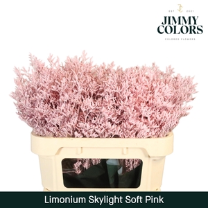 Limonium Skylight L70 Soft pink