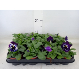 Viola wr. 'Alpha Purple White'