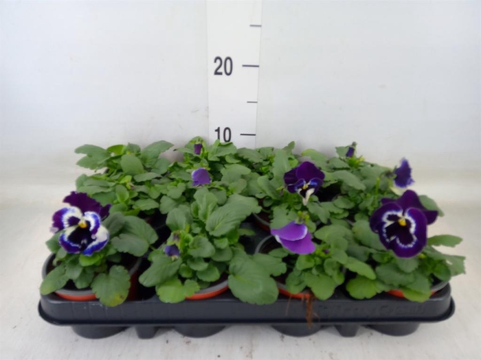 <h4>Viola wr. 'Alpha Purple White'</h4>