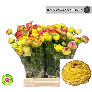 RAN EL YELLOW STRIPE