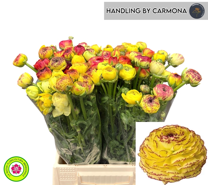 <h4>RAN EL YELLOW STRIPE</h4>