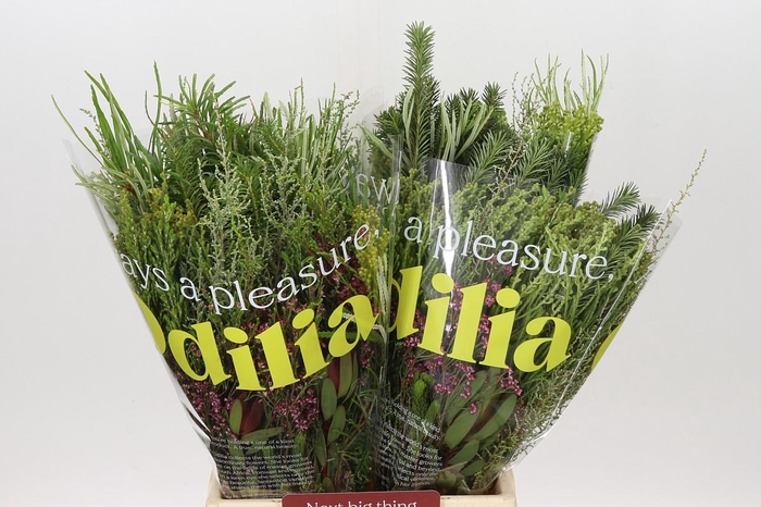 <h4>BQ Cape Greenmix</h4>
