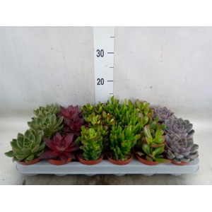 Succulents   ...