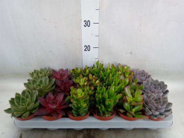 <h4>Succulents   ...</h4>
