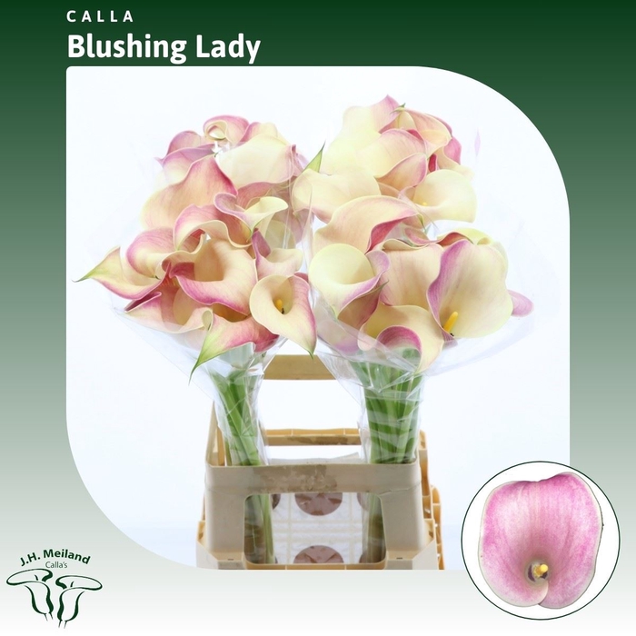 <h4>Calla Blushing Lady</h4>