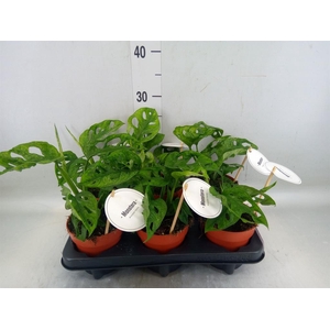 Monstera obliqua 'Leichtlinii'