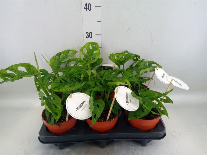 <h4>Monstera obliqua 'Leichtlinii'</h4>