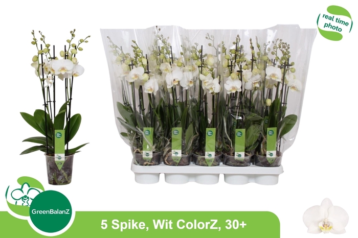 <h4>PHAL OV WIT</h4>