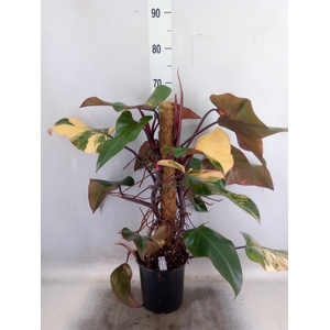 Philodendron   ...