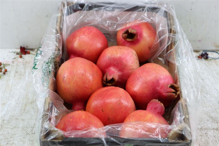 <h4>Sier Granaatappel Red Green X8 P Box</h4>