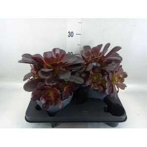 Aeonium arboreum 'Velours'