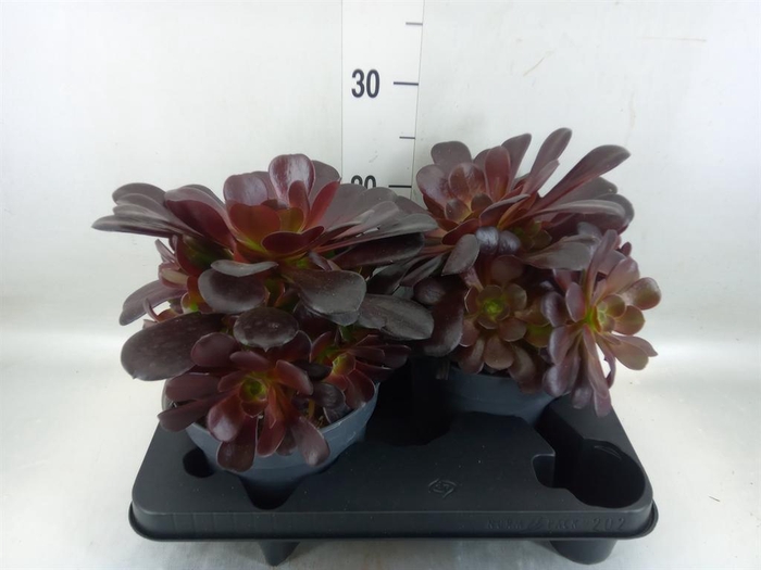<h4>Aeonium arboreum 'Velours'</h4>
