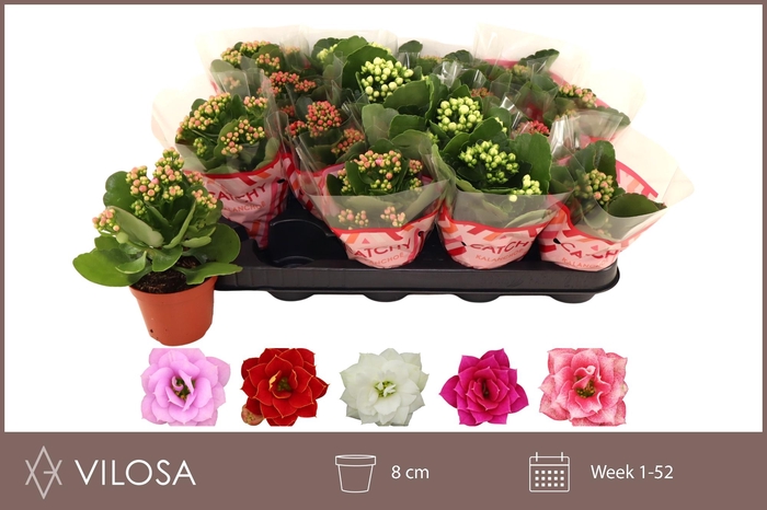 <h4>KAL GE GEM 5 KL</h4>