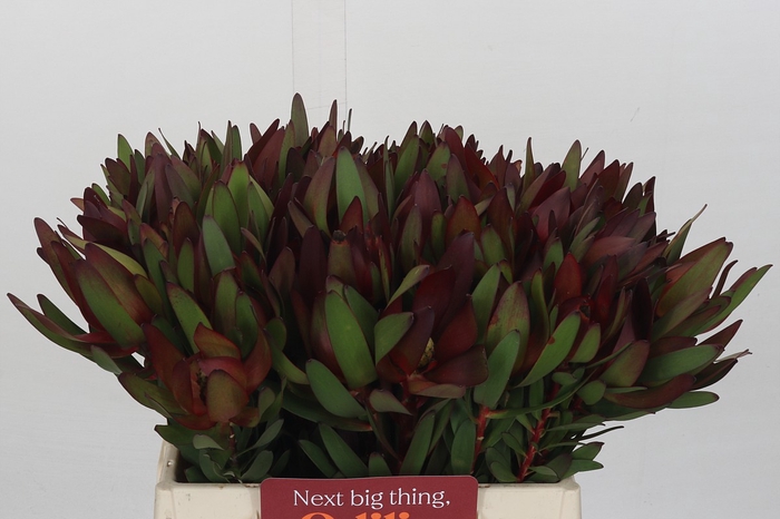 <h4>Leucadendron Saf Sunset Dark Red</h4>