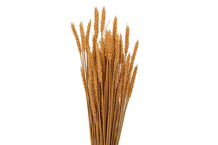 <h4>Dried Triticum X5 Frosted Salmon Bunch</h4>