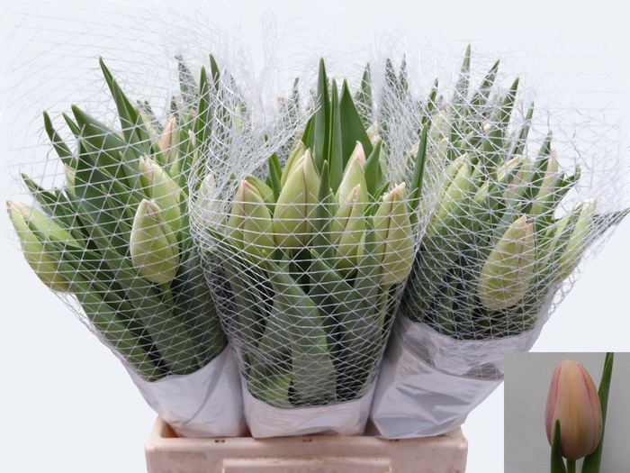 <h4>TU EN OLLIOULES</h4>