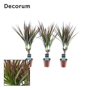 Dracaena Magenta